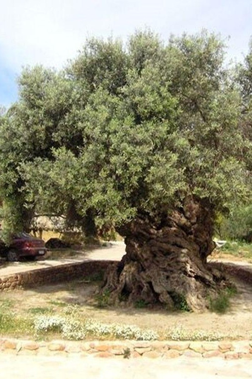 From Chania: Olive Oil, Wine, Cheese & Honey Tasting Tour - Honey, olive groves, and the olive mill