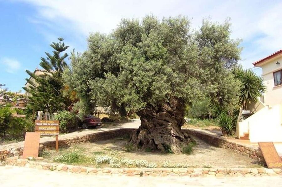 From Chania: Olive Oil, Wine, Cheese & Honey Tasting Tour - Hotel pickup across the Chania coast