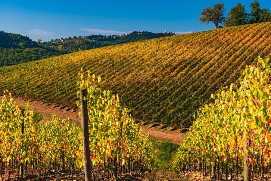 From Florence: Chianti Hills Half-Day Tour with Wine Tasting - Who should book this experience