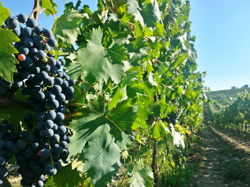 From Florence: Chianti Tour with Two Wine and Food Tastings - Is five hours enough?