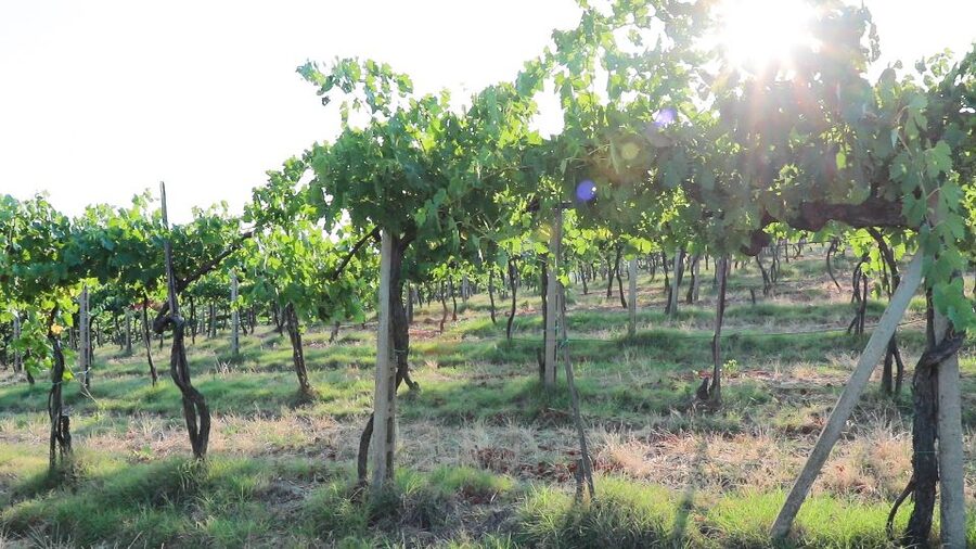 From Florence: Chianti Tour with Two Wine and Food Tastings - Value at $58 per person