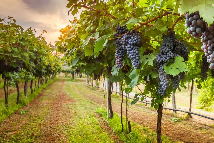 From Florence: Chianti Wine Tour with Tasting - Should you book it?