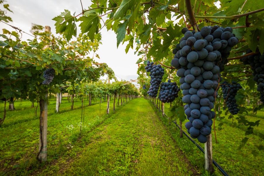 From Florence: Chianti Wine Tour with Tasting - The first estate, wine, olive oil, and a taste of farm life