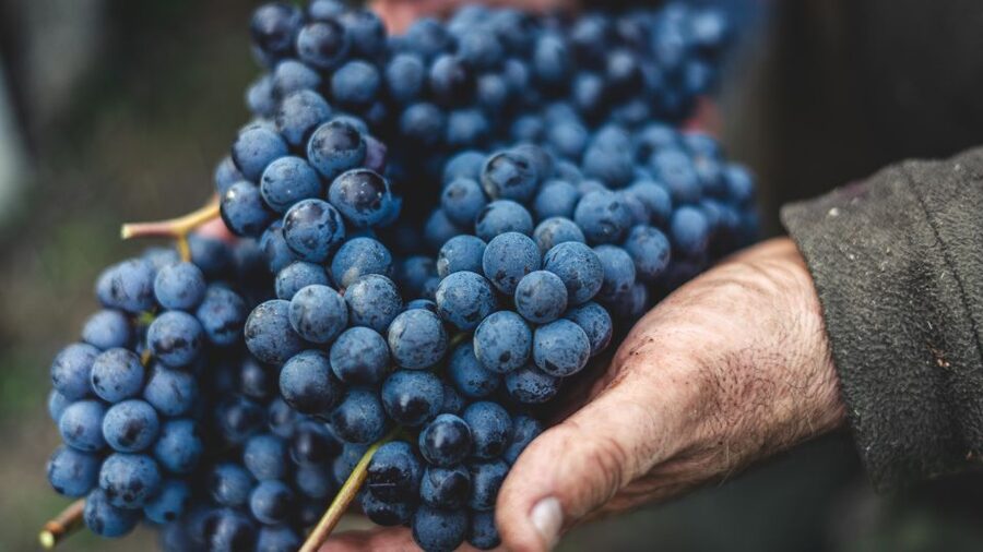 From Florence: Private Chianti Hills Tour with Tasting - Six wines, food pairings, and what you are paying for