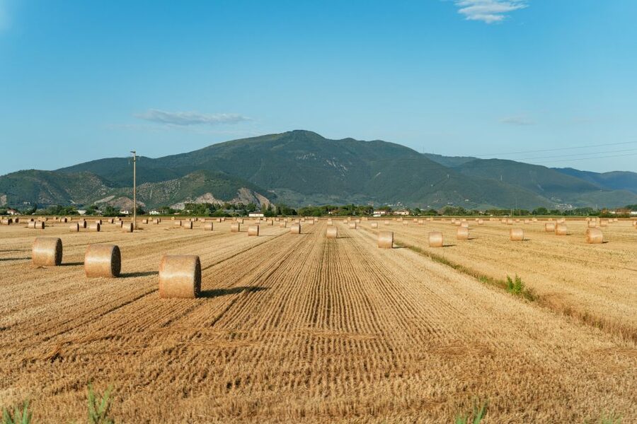 From Florence: Siena, San Gimignano, Pisa & Lunch at Winery - What the guides and driver add