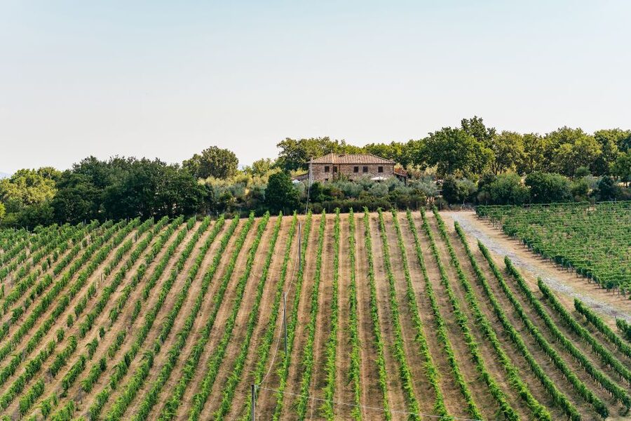 From Florence: Small Group Wine Tasting Tour to Tuscany - First winery: three wines and the basics of production