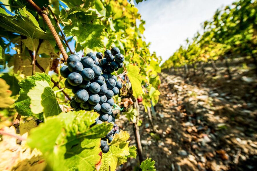 From Florence: Tuscany Wine & Food Tour with Guide - Who will enjoy this day most