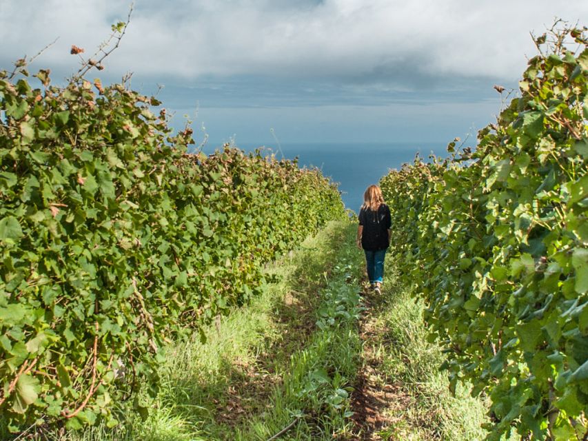 From Funchal: Full-Day Madeira Wine Tour with Lunch - Blandy’s in Funchal: Begin with Madeira’s fortified wines