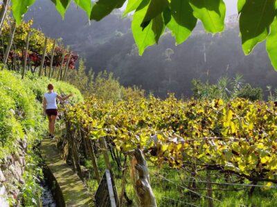 Full-Day Madeira Wine Tour with Lunch