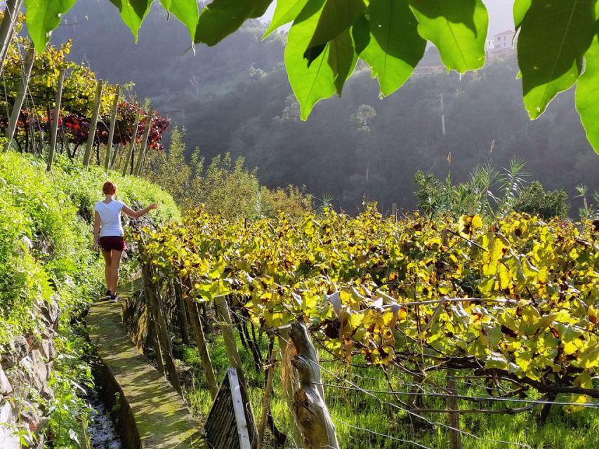 From Funchal: Full-Day Madeira Wine Tour with Lunch - Crossing the island through Laurissilva forest