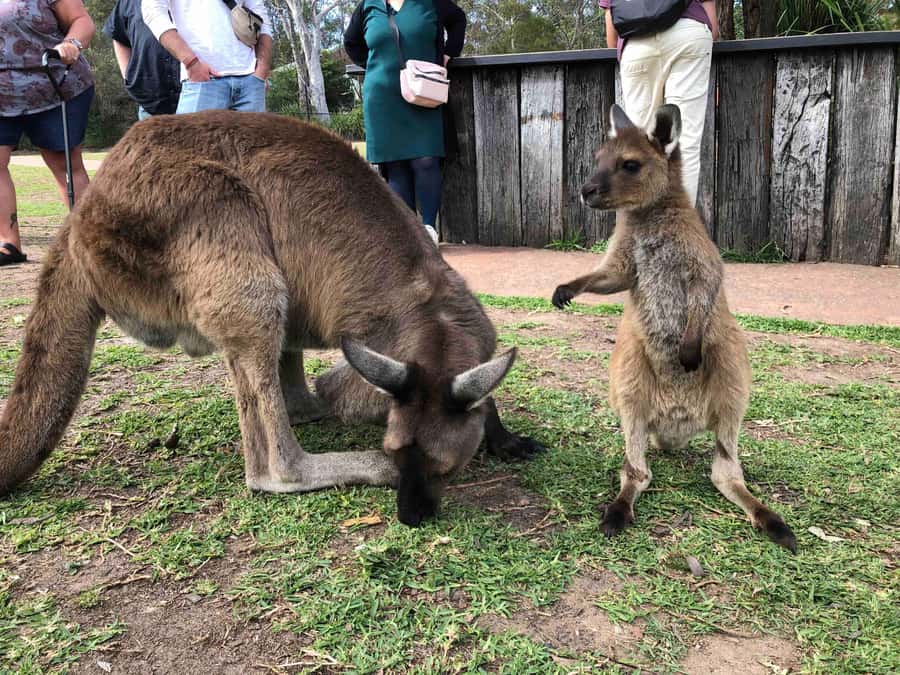 From Haymarket: Hunter Valley Wine and Wildlife Day Trip - Key points at a glance