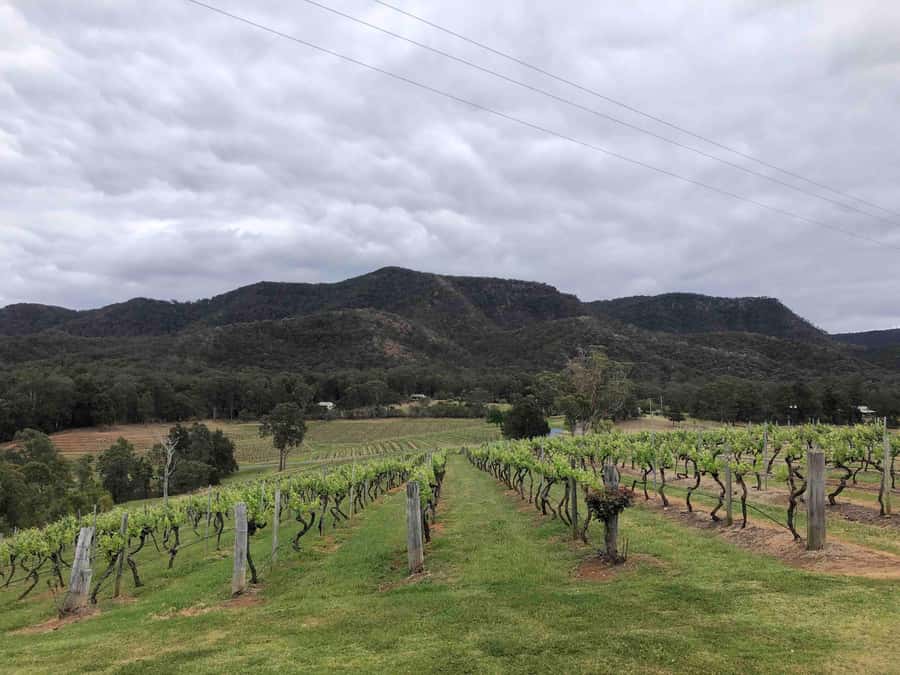 From Haymarket: Hunter Valley Wine and Wildlife Day Trip - Small details that can improve your day