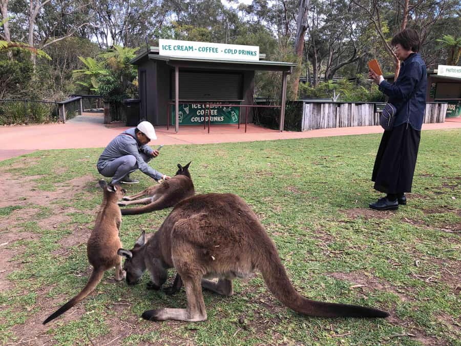 From Haymarket: Hunter Valley Wine and Wildlife Day Trip - A Sydney day trip with two very different halves