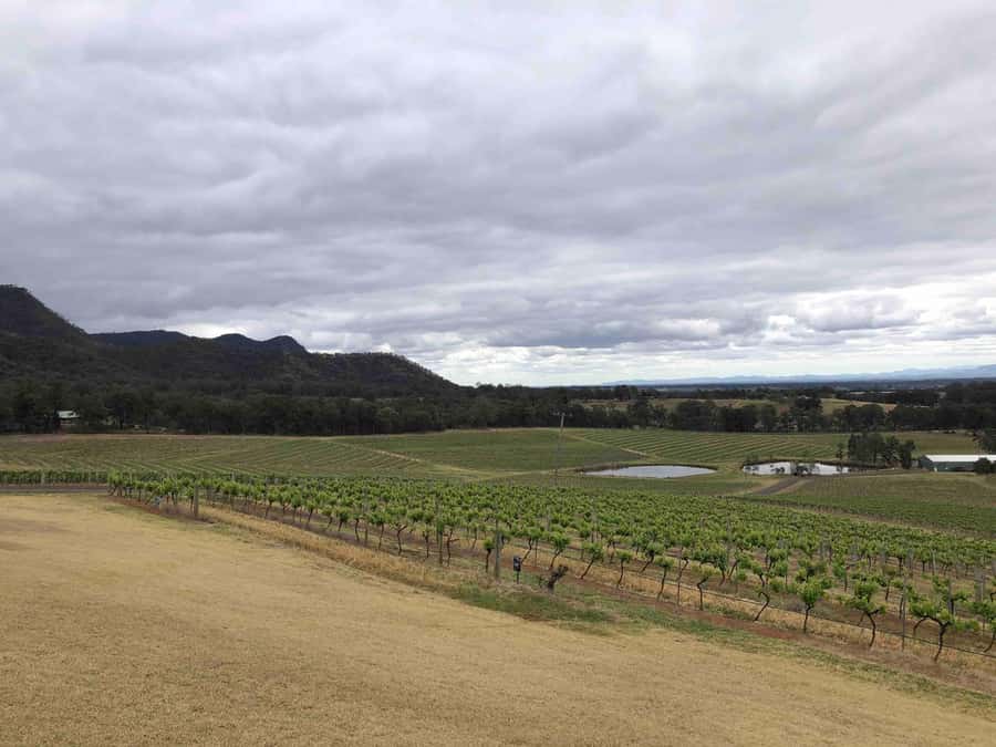 From Haymarket: Hunter Valley Wine and Wildlife Day Trip - Chocolate and cheese set up the wine country afternoon