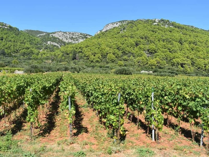 From Korcula Town: Local Wine & Sightseeing Half-Day Tour - The wine selection and what you actually taste