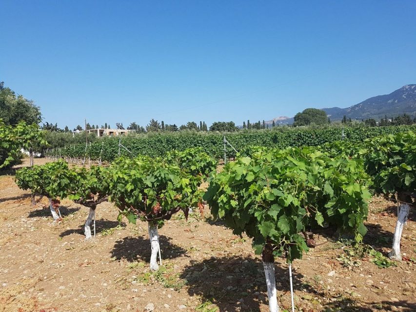 From Kos: Tour of 2 Wineries with Wine Tasting & Small Bites - Key Points Before You Book