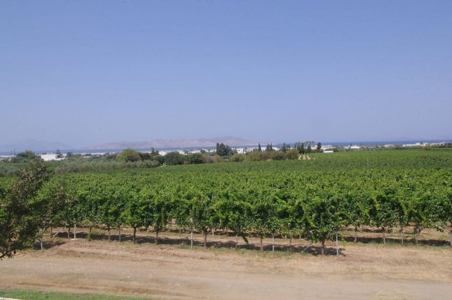 From Kos: Tour of 2 Wineries with Wine Tasting & Small Bites - Is $73 Good Value?