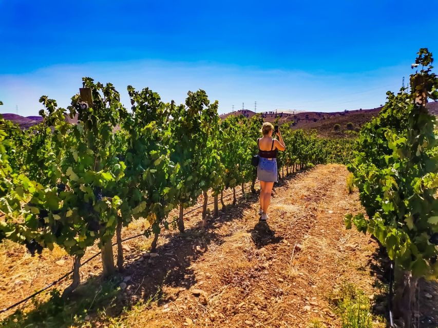 From Lagos: Small-Group 4-Hour Wine Tasting Tour - Useful planning advice for the four-hour schedule