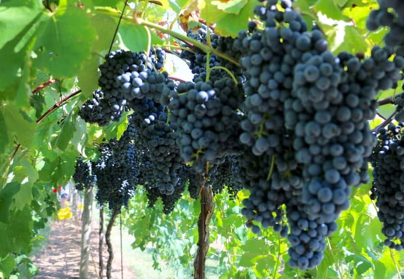 From Lake Garda: Valpolicella Wine & Lunch Guided Trip - Pieve of San Floriano and its Romanesque character