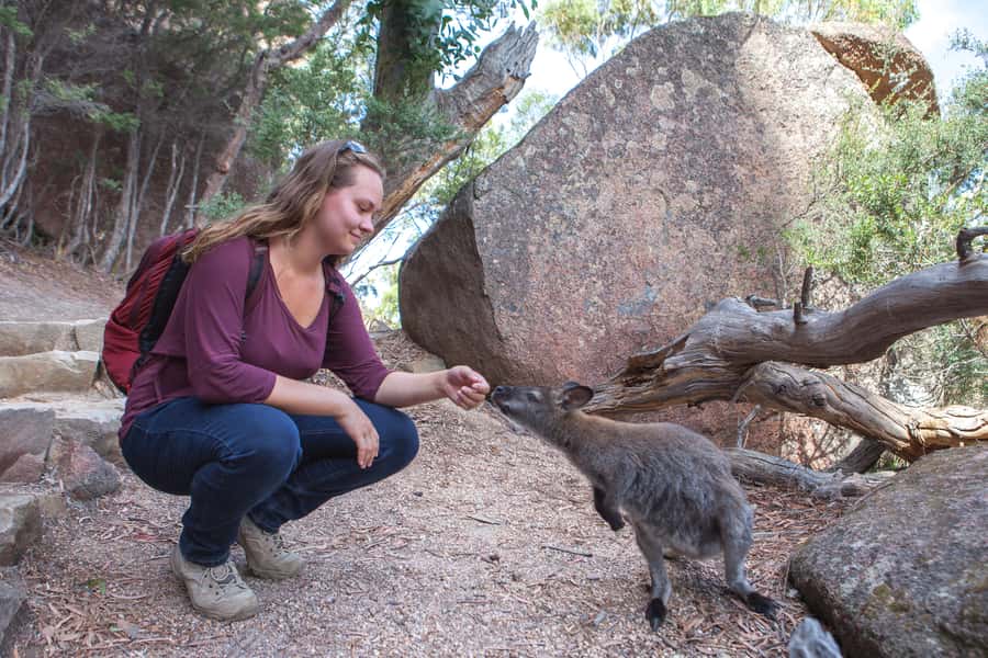 From Launceston: Full-Day Wineglass Bay Explorer Active Tour - Decide carefully about walking to the beach