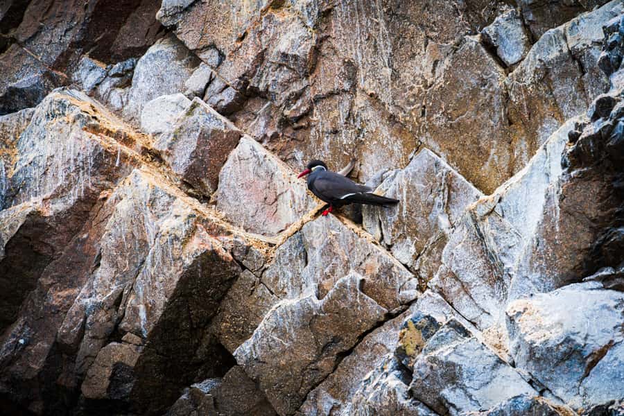 From Lima: Ballestas Islands, Huacachina, and Vineyard Tour - Lunch in Ica and the Huacachina oasis