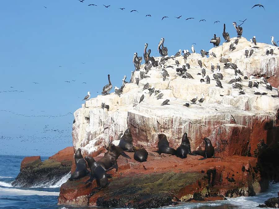 From Lima: Ballestas Islands, Huacachina, and Vineyard Tour - Sandboarding and buggy rides in the dunes