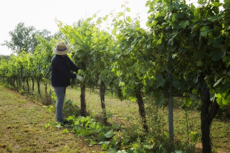 From Lisbon: Évora Wine & Heritage Tour - Market colors and an Alentejo lunch break