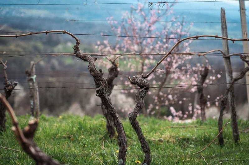 From Ljubljana: Vipava Valley Wine Express Tour - Practical booking advice