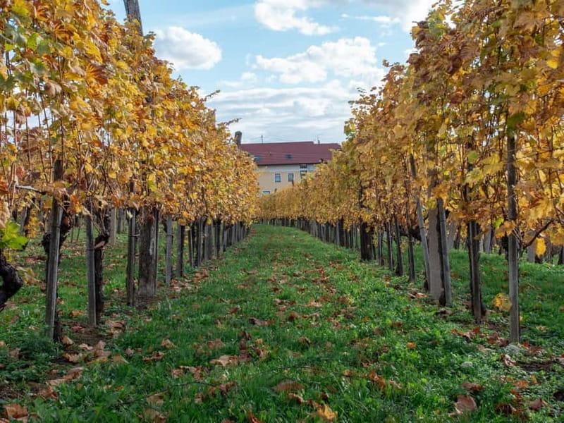 From Ljubljana: Vipava Valley Wine Express Tour - What you actually taste