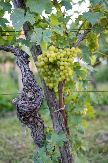 From Ljubljana: Vipava Valley Wine Express Tour - The scenery is part of the ticket