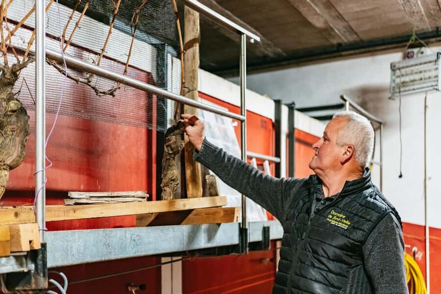 From Lyon: Golden Stones Beaujolais Wine Tasting Tour - Key points to know before booking