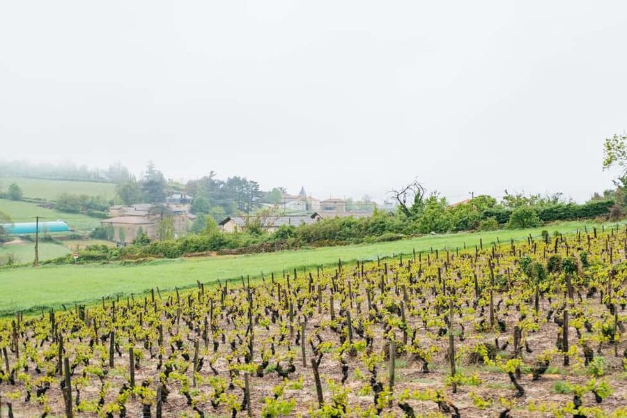 From Lyon: Golden Stones Beaujolais Wine Tasting Tour - Is the $116 price fair?