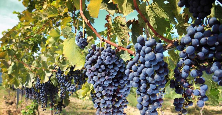 From Madrid: Alcalá de Henares, Winery Tour & Wine Tasting - Why pair Alcalá de Henares with a winery?