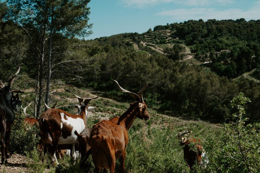 From Marseille: Aix en Provence Wine and Cheese Tour - Practical details that affect your day