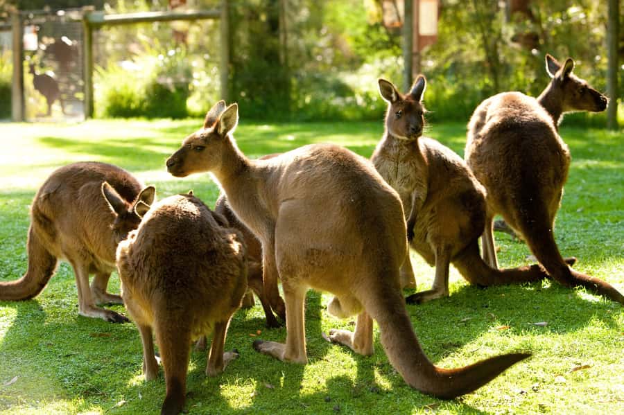 From Melbourne: Yarra Valley Wildlife & Wine Day Tour - Why this Melbourne day trip works so well