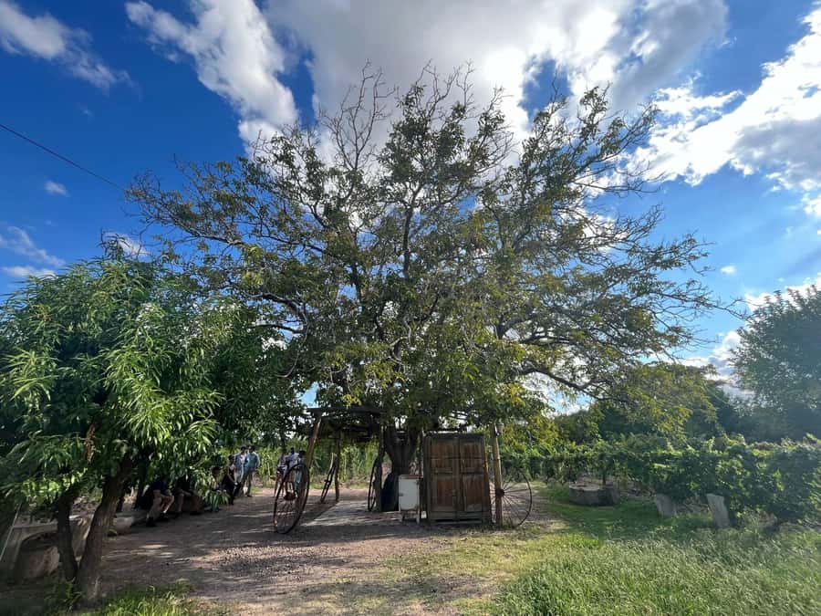 From Mendoza: 3 Wineries, Olive Oil Factory Tour & Tasting - Why Maipú works well for a half-day wine tour