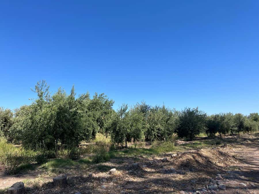From Mendoza: 3 Wineries, Olive Oil Factory Tour & Tasting - First stop: seeing how an artisanal winery works