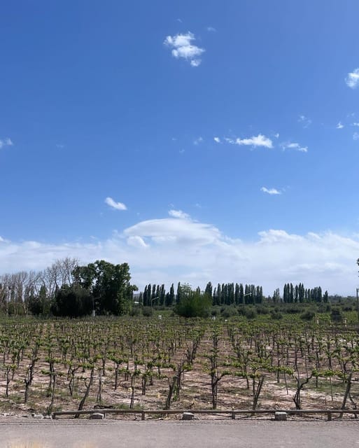 From Mendoza: 3 Wineries, Olive Oil Factory Tour & Tasting - The olive oil factory adds a welcome change