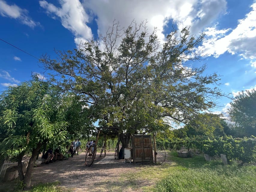 From Mendoza: 3 Wineries, Olive Oil Factory Tour & Tasting - Bilingual guiding is helpful, with one small catch