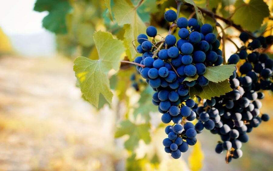From Milan: Barolo Wine Tasting, Alba Tour and Castle Visit - What the guide adds to the day
