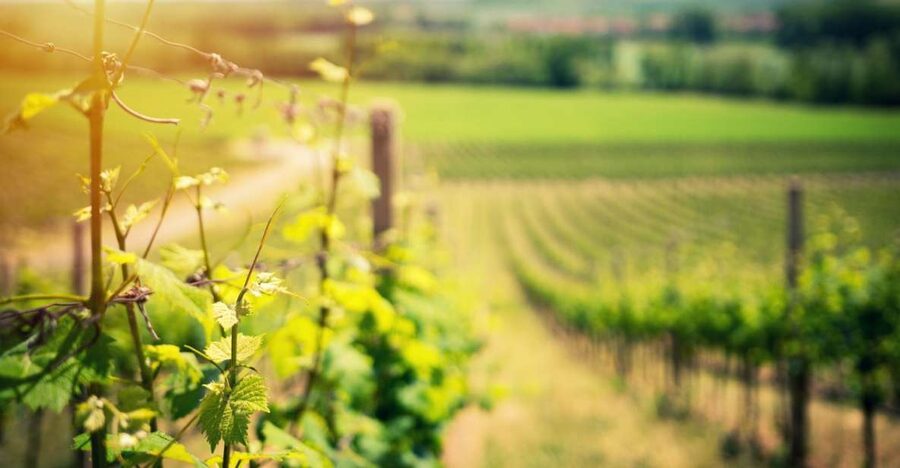 From Naples: Pompeii and Wine Tasting Tour with Lunch - Key points to know before booking