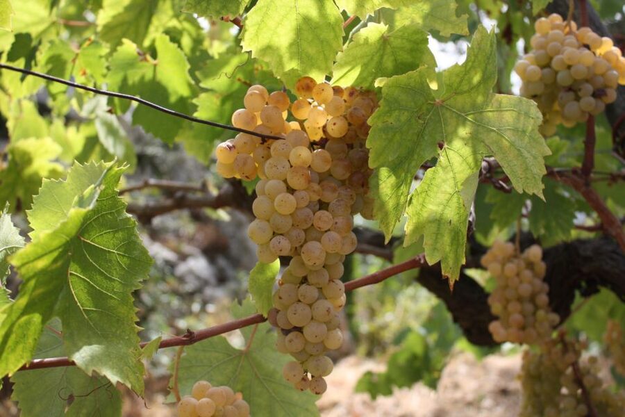 From Naples: Pompeii and Wine Tasting Tour with Lunch - Transport, group size, and how the day feels