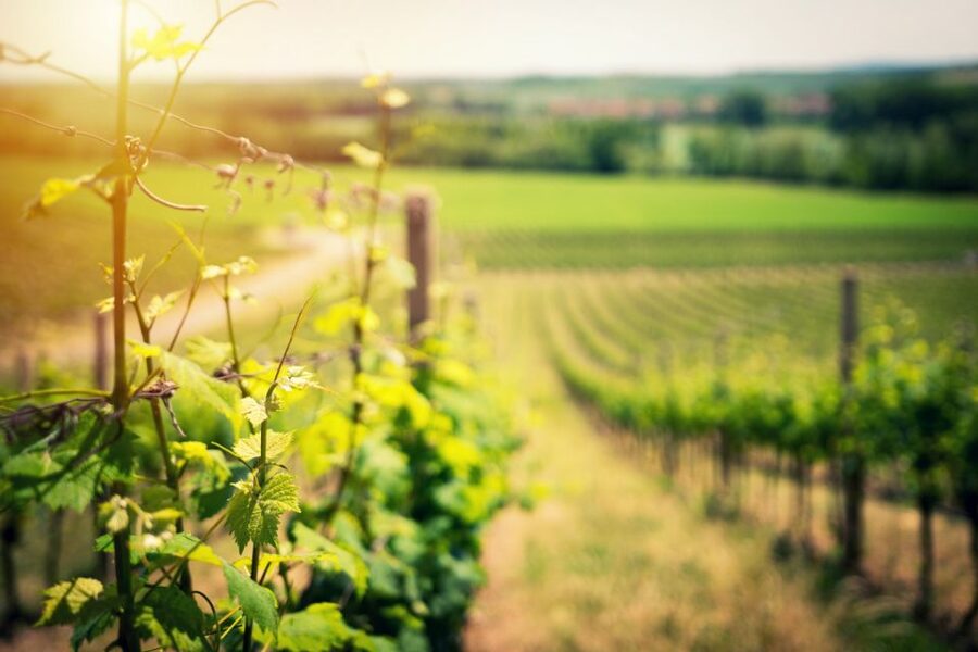 From Naples: Pompeii and Wine Tasting Tour with Lunch - The Naples pickup needs a little planning