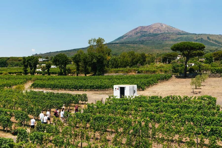 From Naples: Wine Tasting Tour on Vesuvius Slopes with Lunch - Why Vesuvius changes the wine