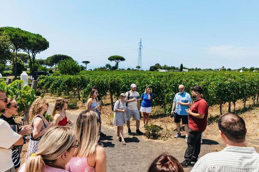 From Naples: Wine Tasting Tour on Vesuvius Slopes with Lunch - How much time do you really get?
