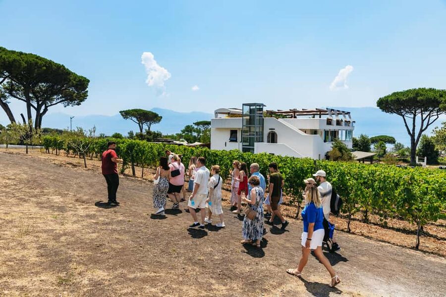 From Naples: Wine Tasting Tour on Vesuvius Slopes with Lunch - What the experience is worth