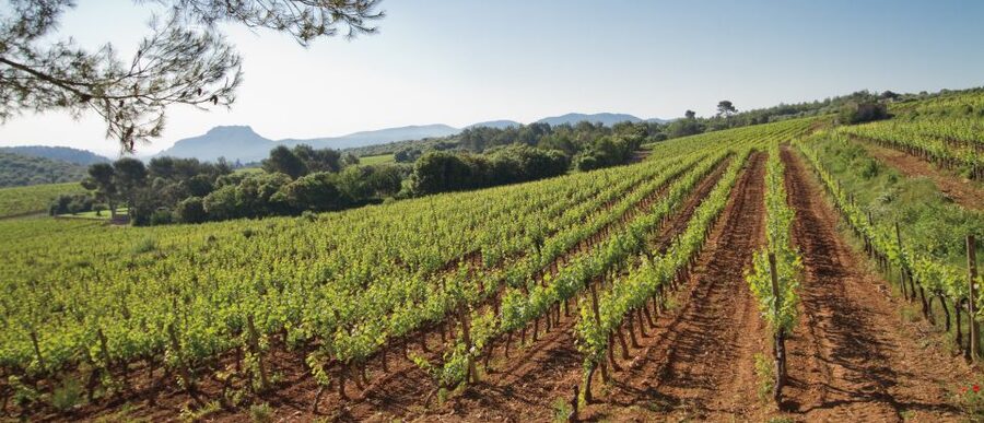 From Nice: Provence Wine Full-Day Tour - Key points to know before booking