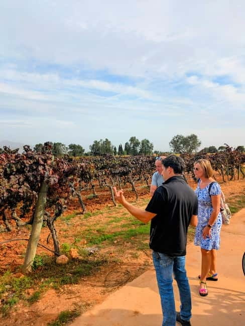 From Palma de Mallorca: Private Wine and Local Flavors Tour - Key points to know before booking