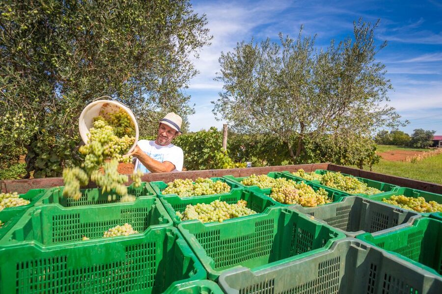 From Paris: Burgundy Region Winery Tour with Tastings - What the 10 or more tastings really mean