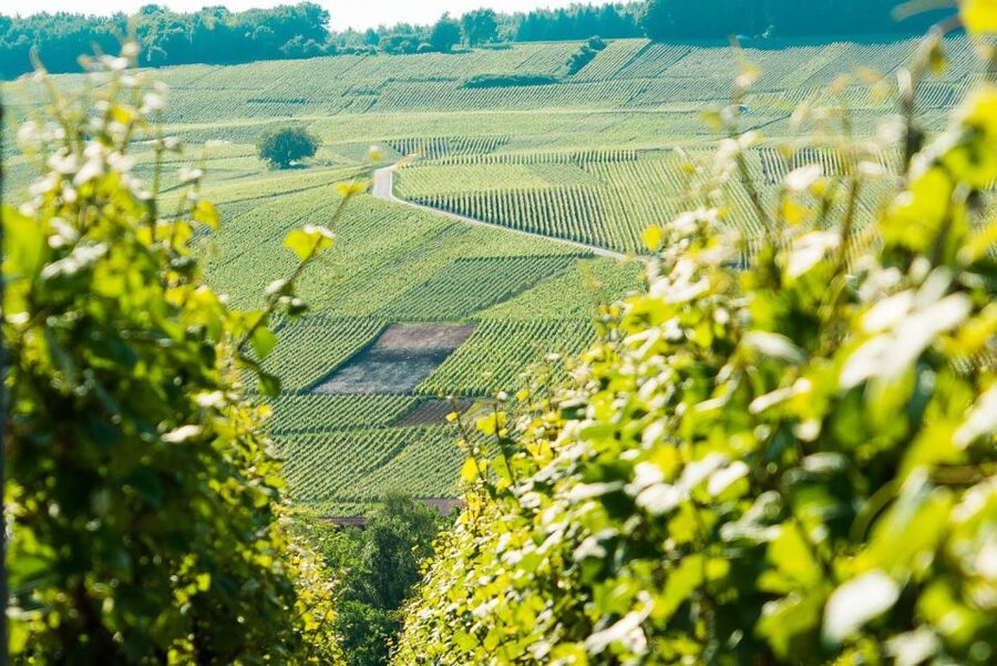 From Paris: Small-Group Champagne Day Trip with Six Tastings - Reims Cathedral and the coronation city
